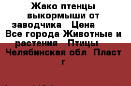 Жако птенцы выкормыши от заводчика › Цена ­ 1 - Все города Животные и растения » Птицы   . Челябинская обл.,Пласт г.